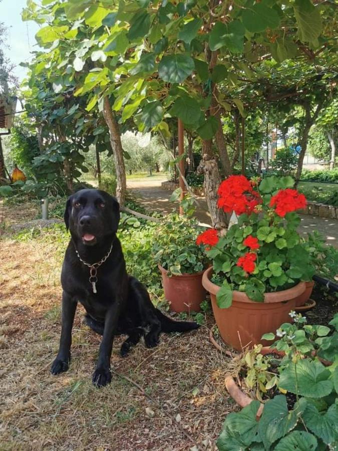 APP Carla Daire Novigrad Istria Dış mekan fotoğraf