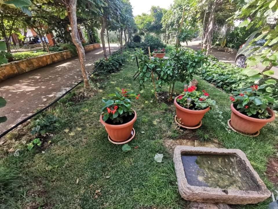 APP Carla Daire Novigrad Istria Dış mekan fotoğraf